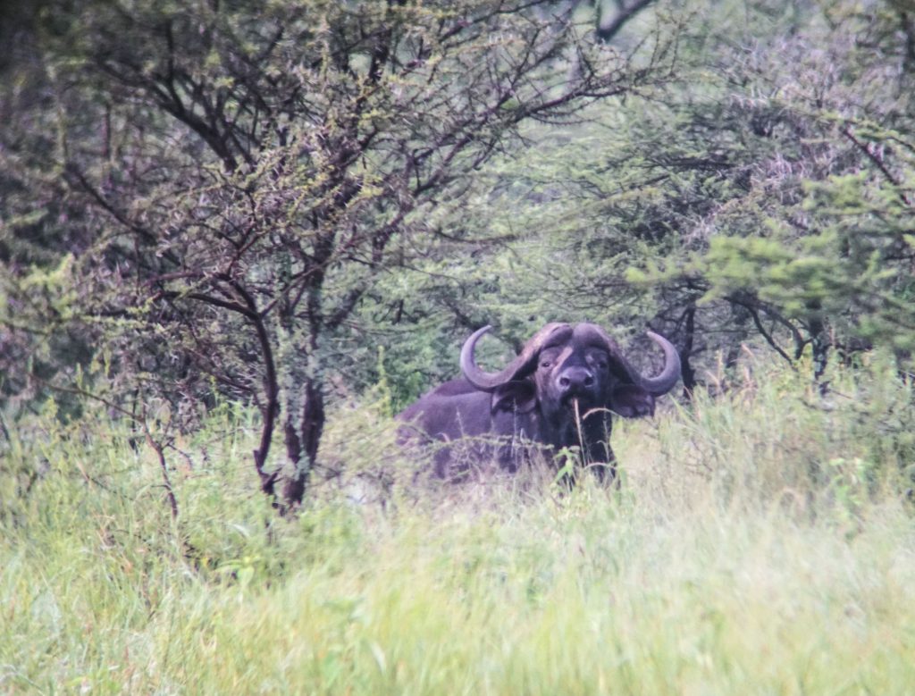 bufalo invade acampamento na tanzania