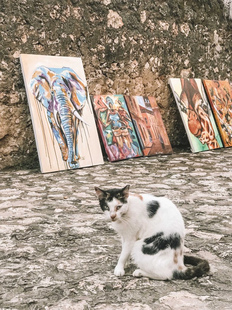 gato e quadros de arte em stone town