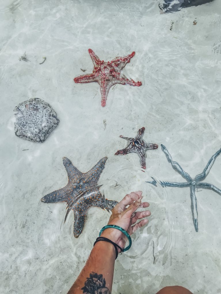 estrelas do mar na praia de nungwi