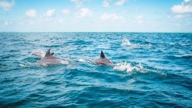 dolphins by peter fogden