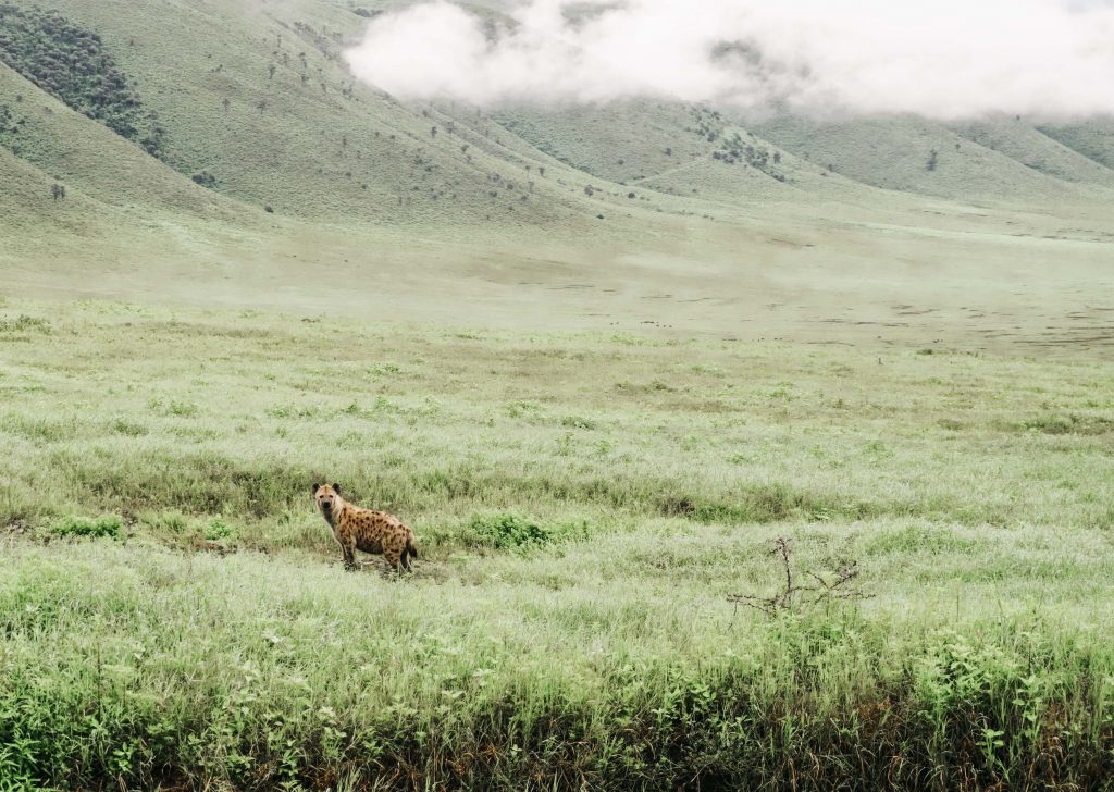 hiena em safari na tanzania