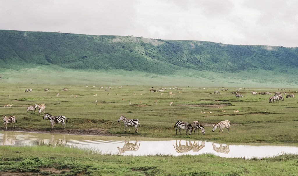 zebras na cratera de ngorogoro