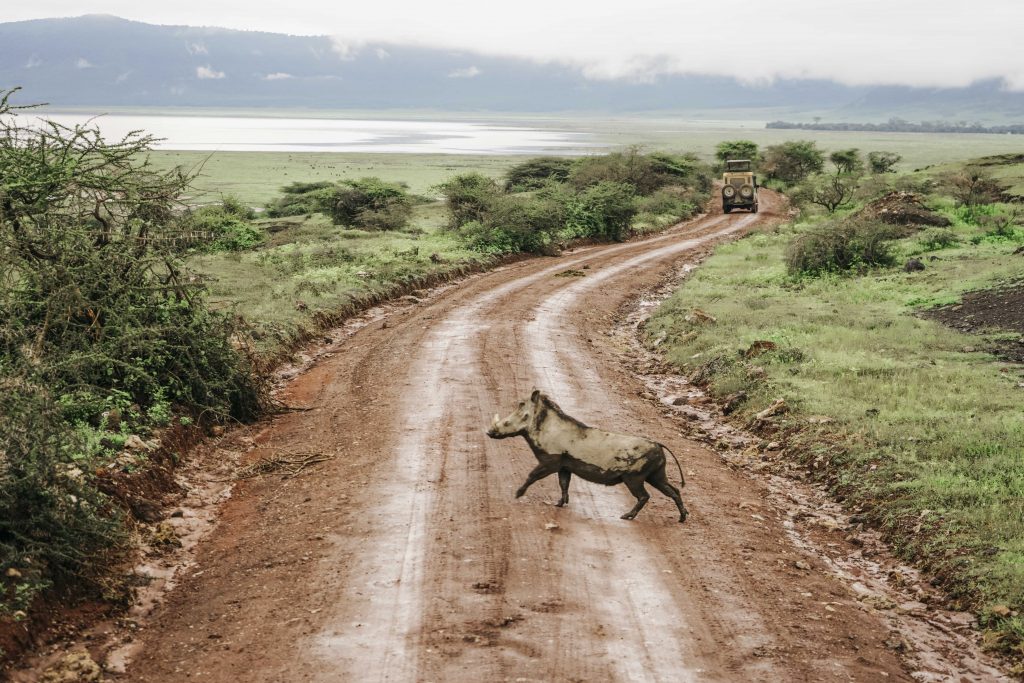 javali no safari da tanzania