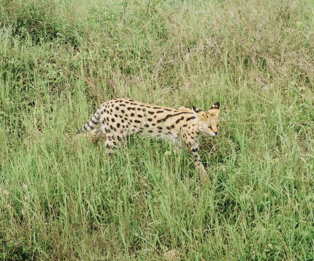 Serval cat no serengeti