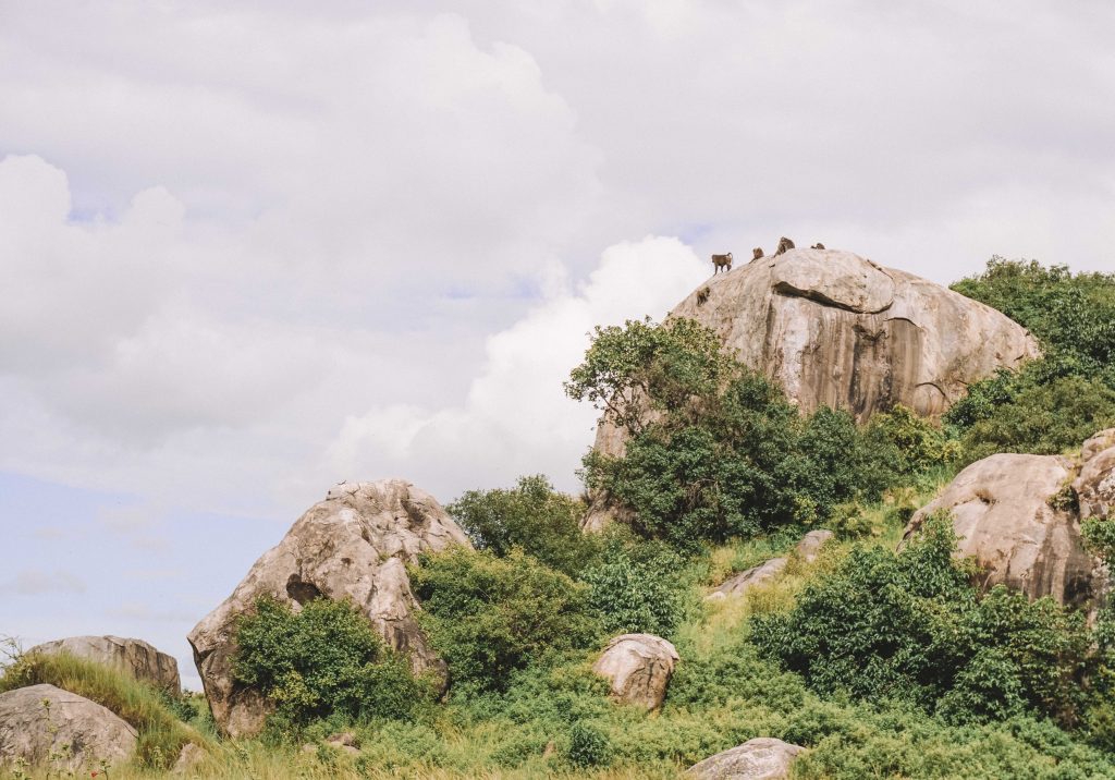 pedra rei leão no serengeti