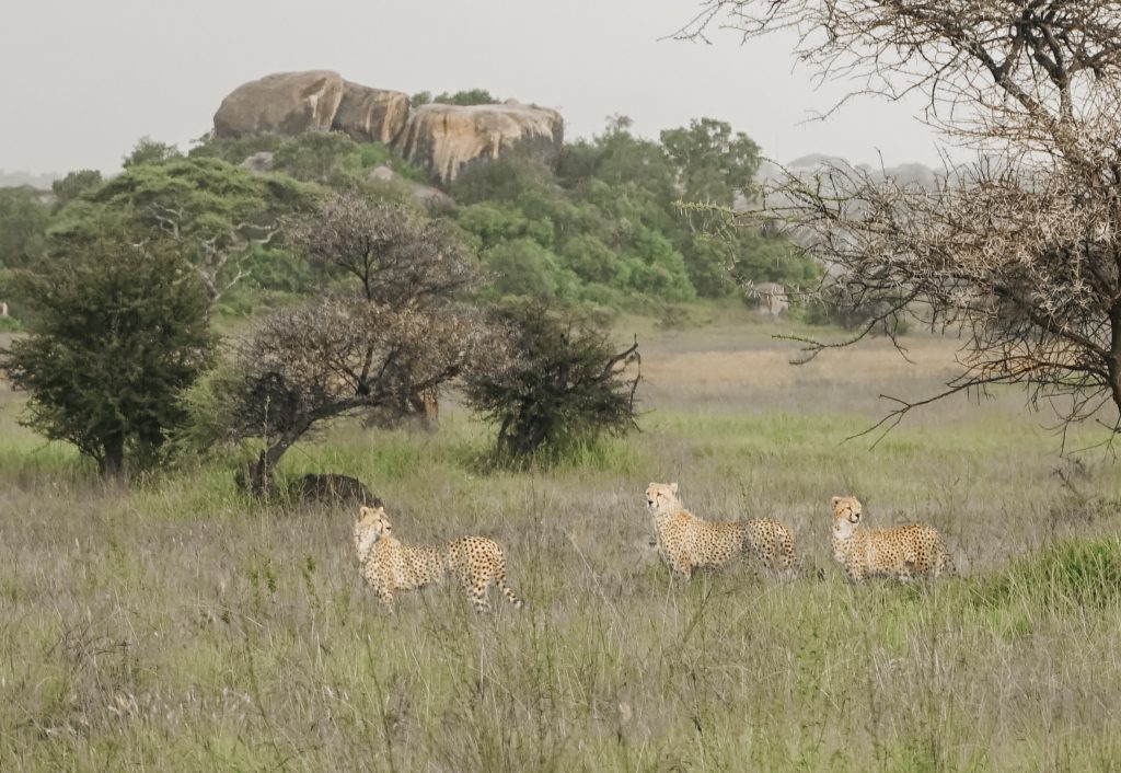 cheetas no serengeti