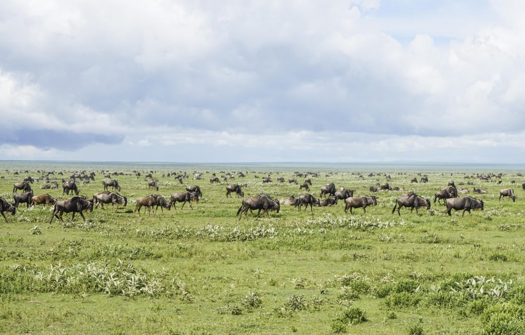 manada de gnus no parque nacional do serengeti 