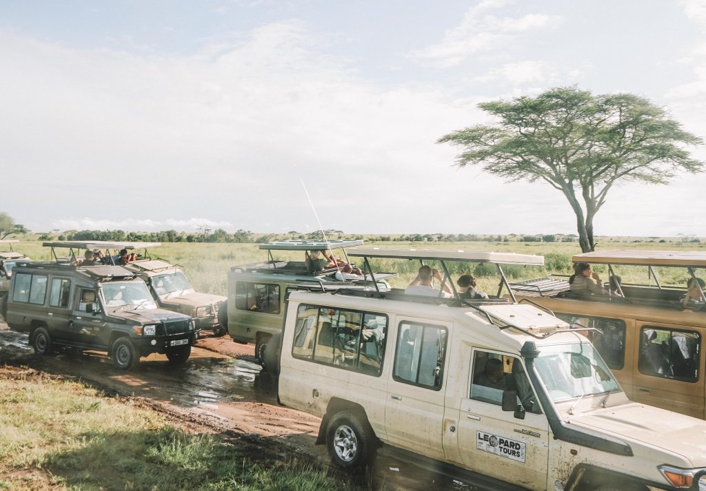 engarrafamento de jipes avistando leopardo no serengeti