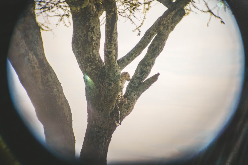 Leopardo em árvore no Serengeti