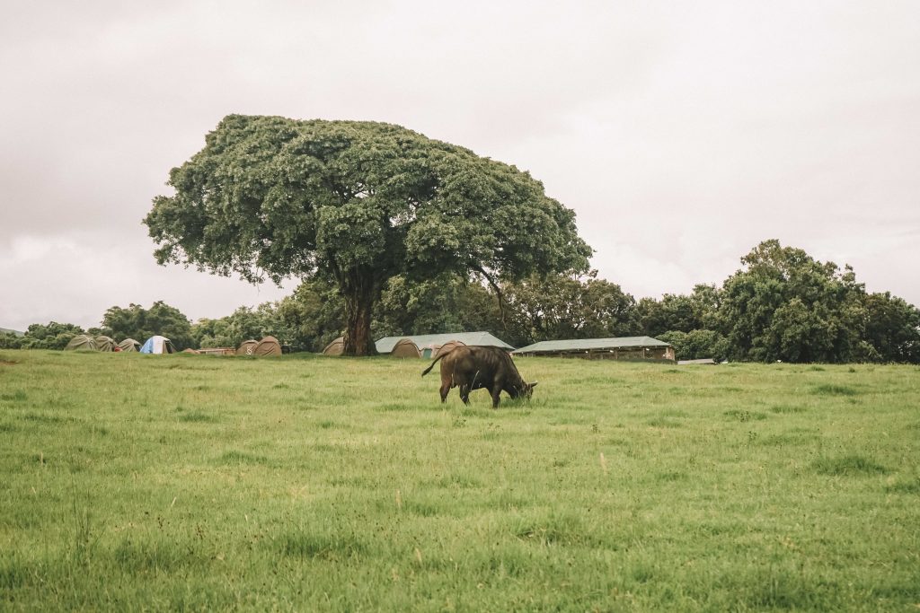 bufalo invade acampamento na tanzania