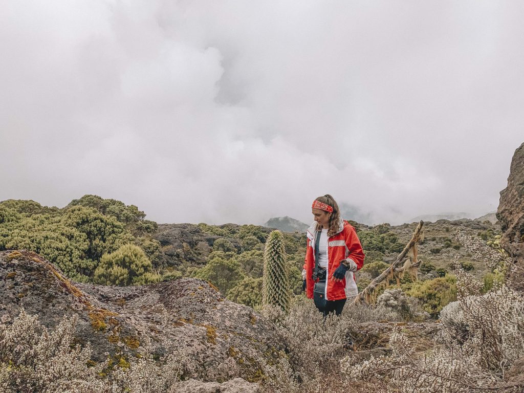 flora kilimanjaro