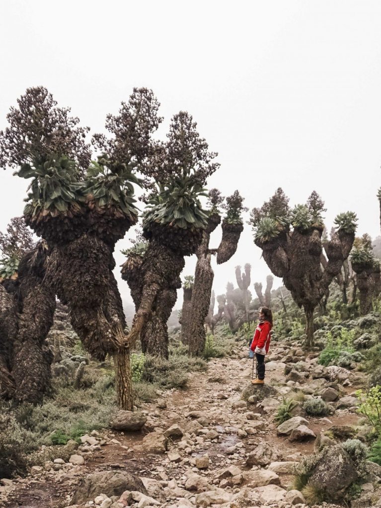 Kilimanjaro