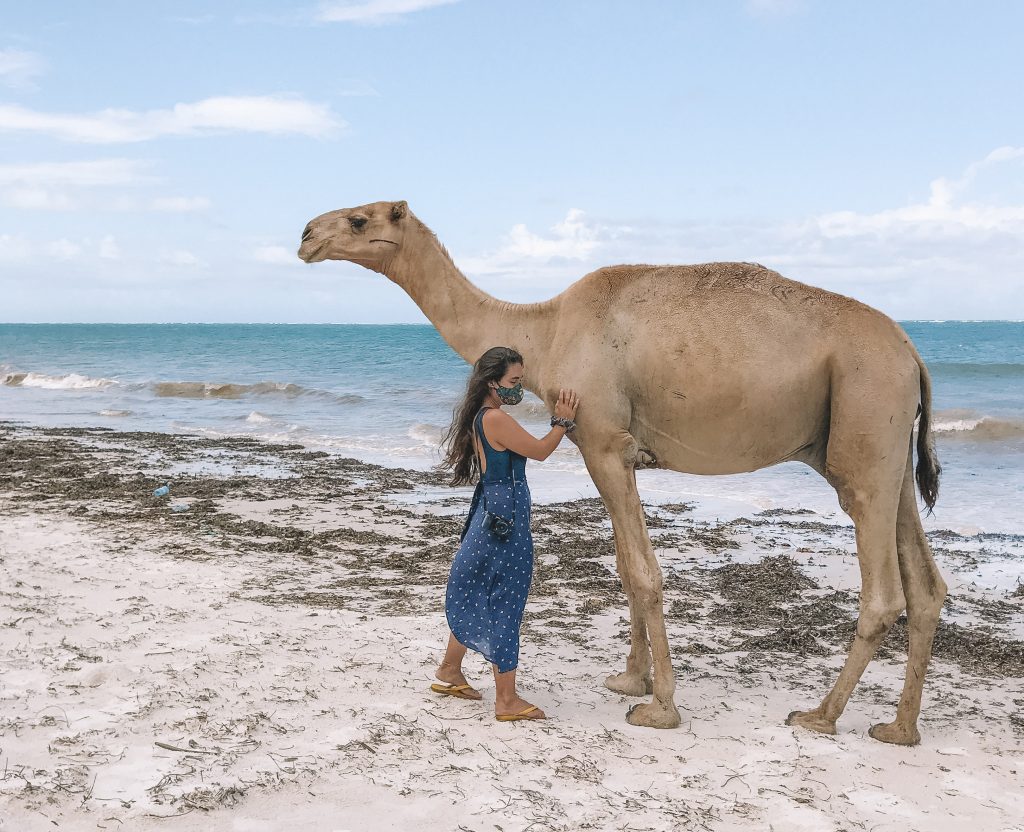 camelos em mombasa