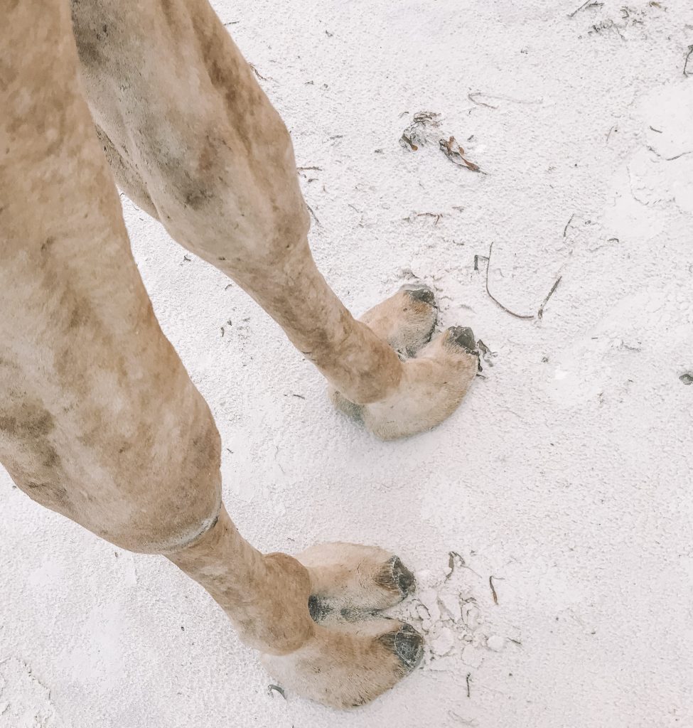 patas de camelo