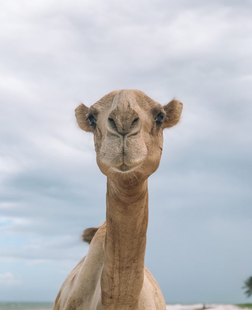 camelo em mombasa