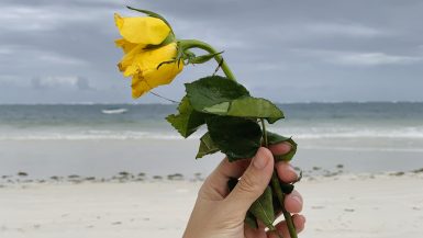 rosa amarela em funeral