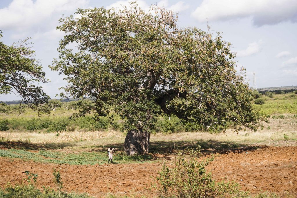 Baobá em estrada no Quênia