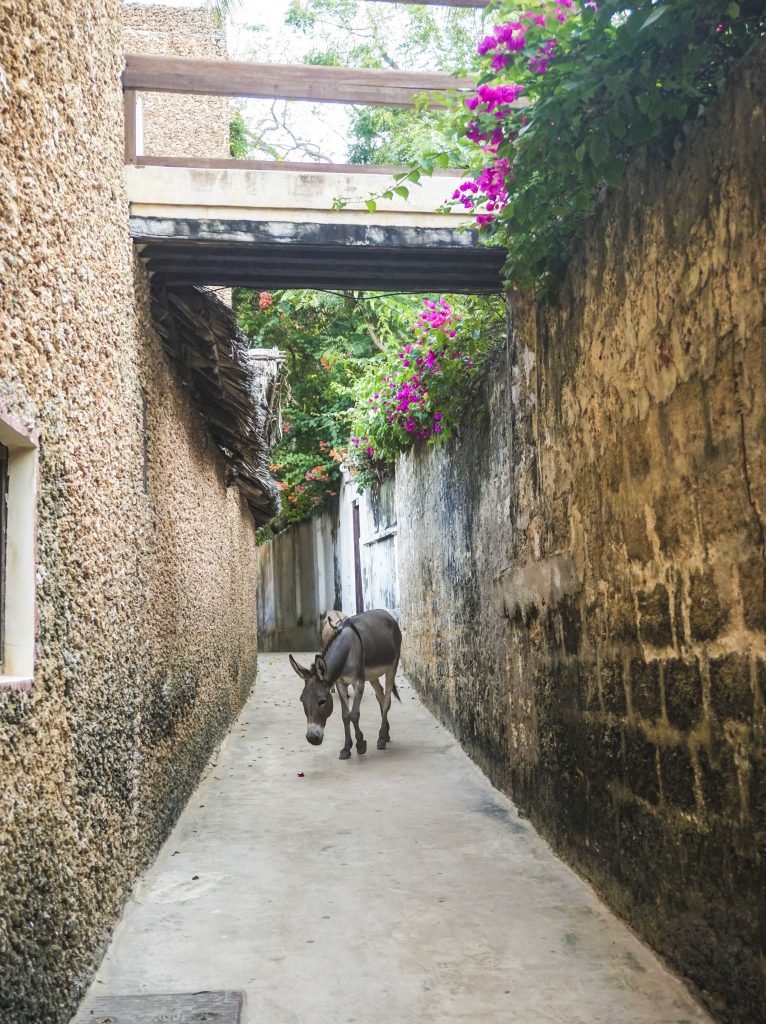 Burro caminhando em Lamu