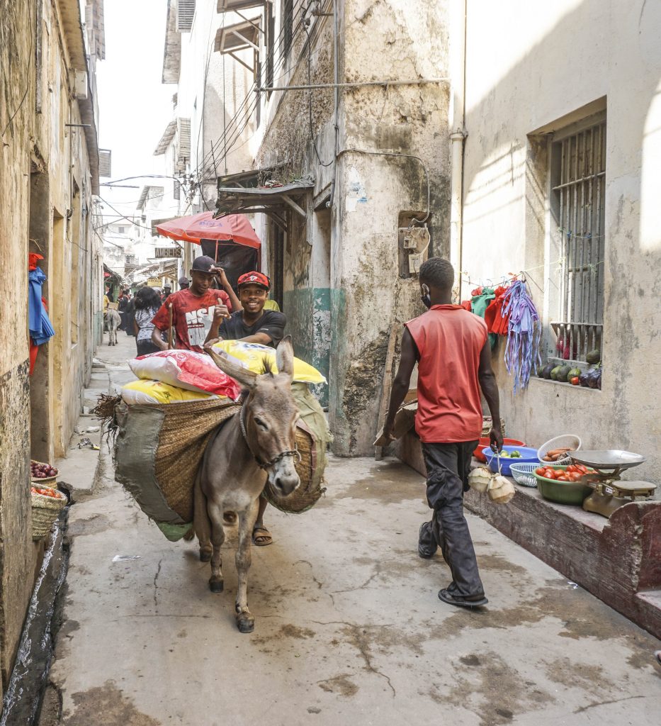 donkeys in lamu