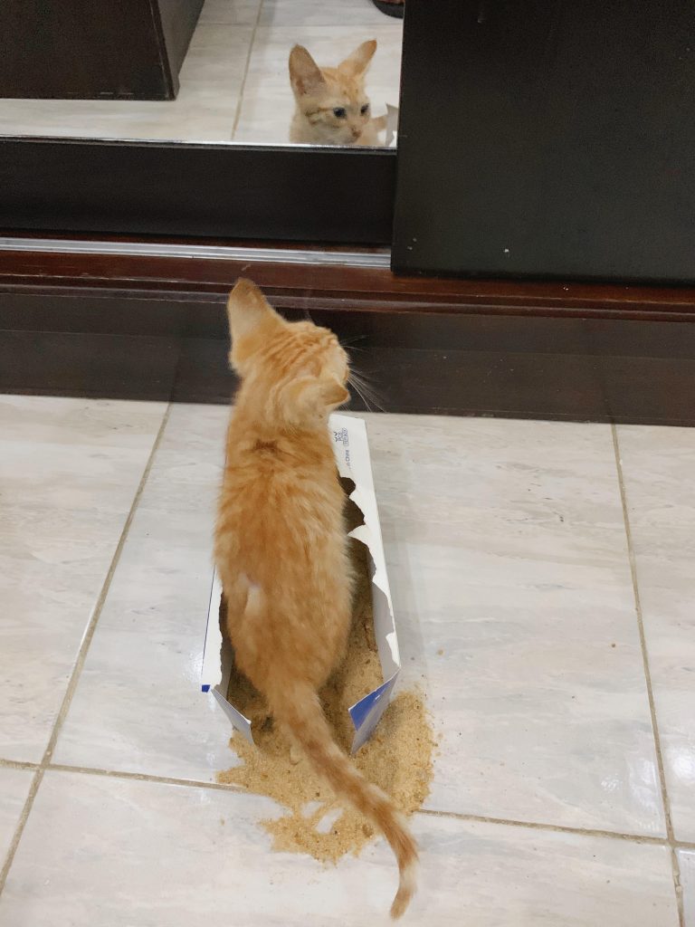 banheiro improvisado para gato